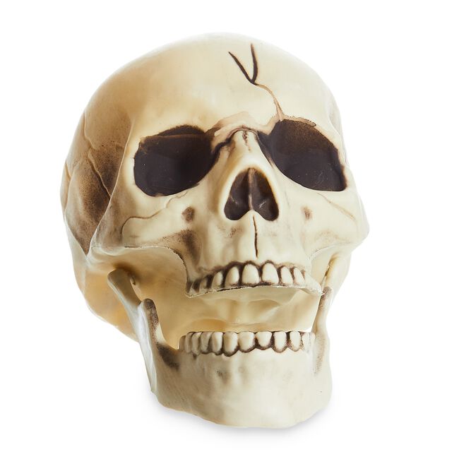 Skull With Movable Jaw 8"